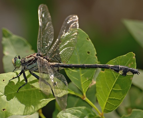 Male
2008_06_22_Pickens